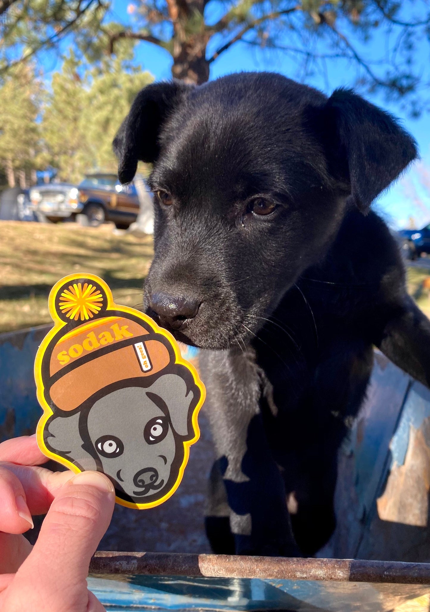 Angus SoDak Puppy Sticker